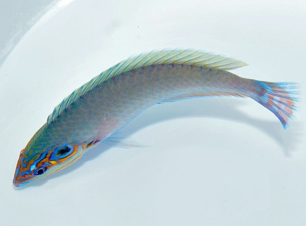 Halichoeres melasmapomus