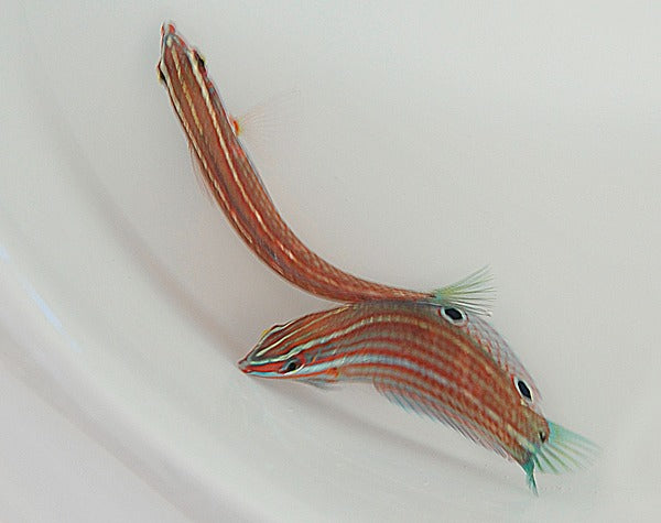 Halichoeres ornatissimus