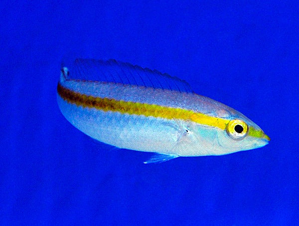Halichoeres pelicieri
