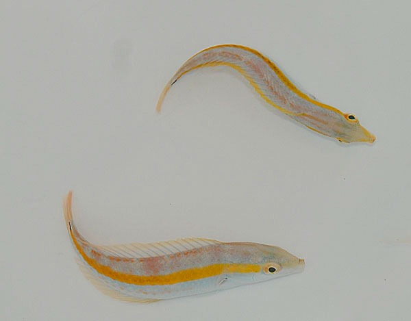 Halichoeres pelicieri