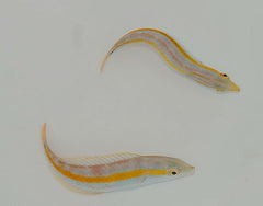 Halichoeres pelicieri