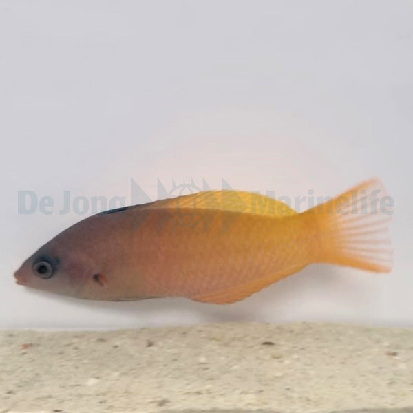 Halichoeres prosopeion