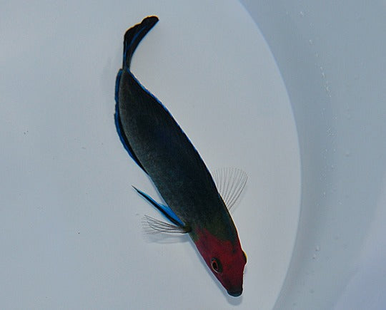 Halichoeres rubricephalus