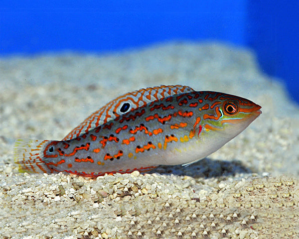 Halichoeres timorensis