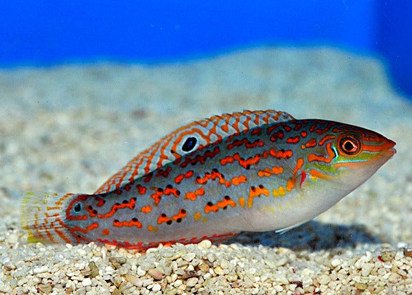 Halichoeres timorensis