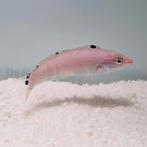 Halichoeres trispilus