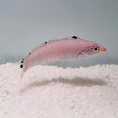 Halichoeres trispilus