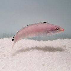 Halichoeres trispilus