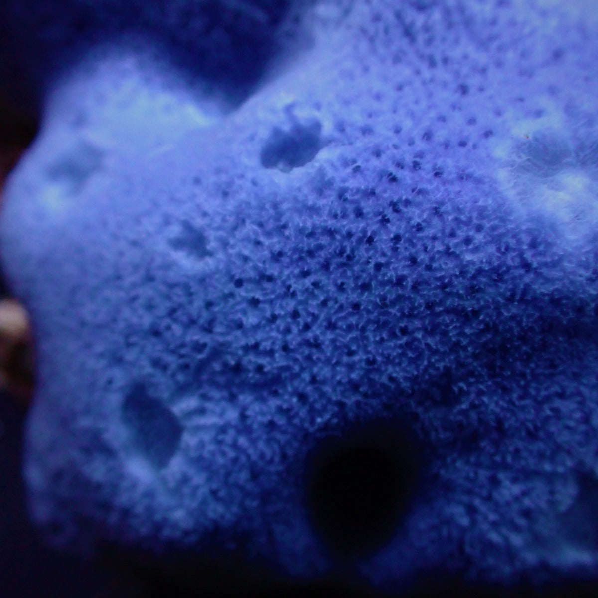 Haliclona spp. (Blue) (Tubular)