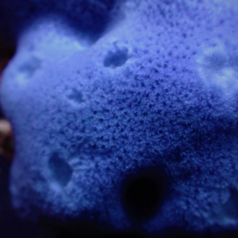 Haliclona spp. (Blue) (Tubular)