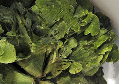 Halimeda spp.
