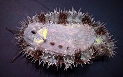 Haliotis spp.