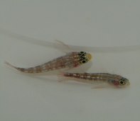 Helcogramma maldivensis