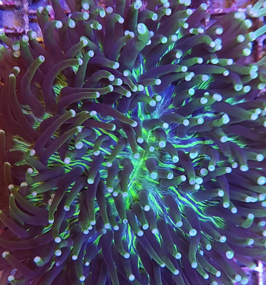 Heliofungia actiniformis (Two Tone)