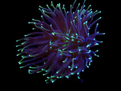 Heliofungia actiniformis (Two Tone)