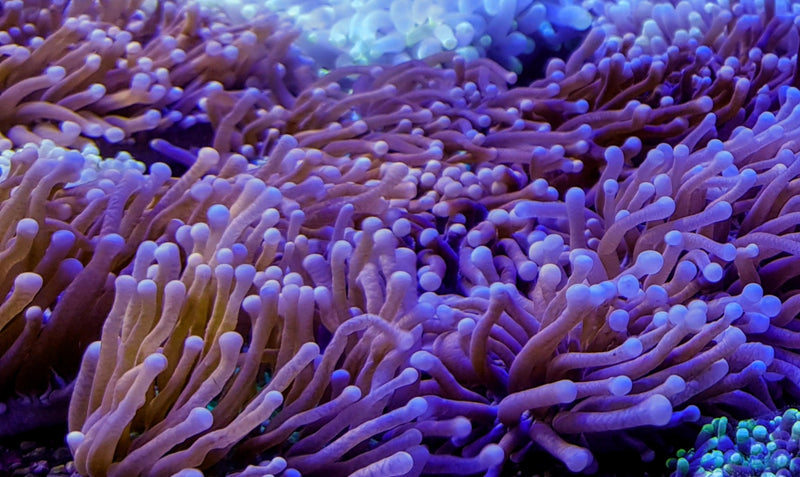 Heliofungia actiniformis (Purple) Grade B