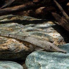 Hemiodontichthys acipenserinus L