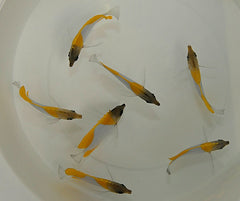 Hemitaurichthys polylepis