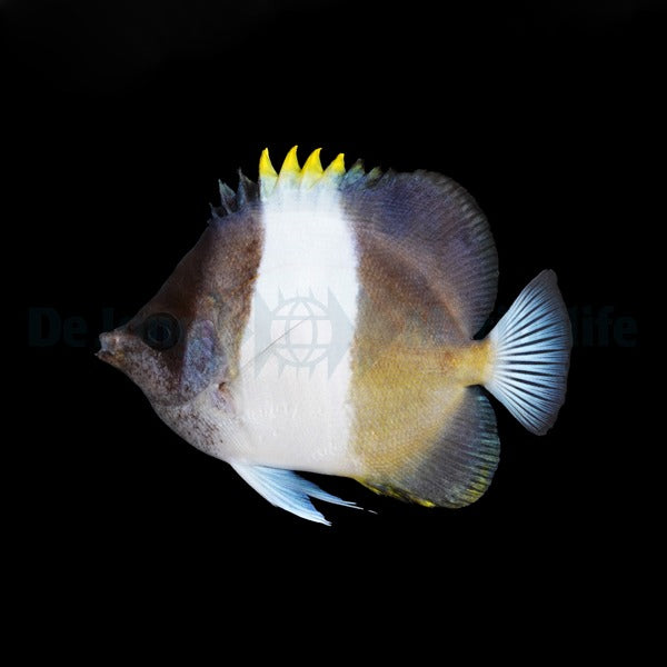 Hemitaurichthys zoster