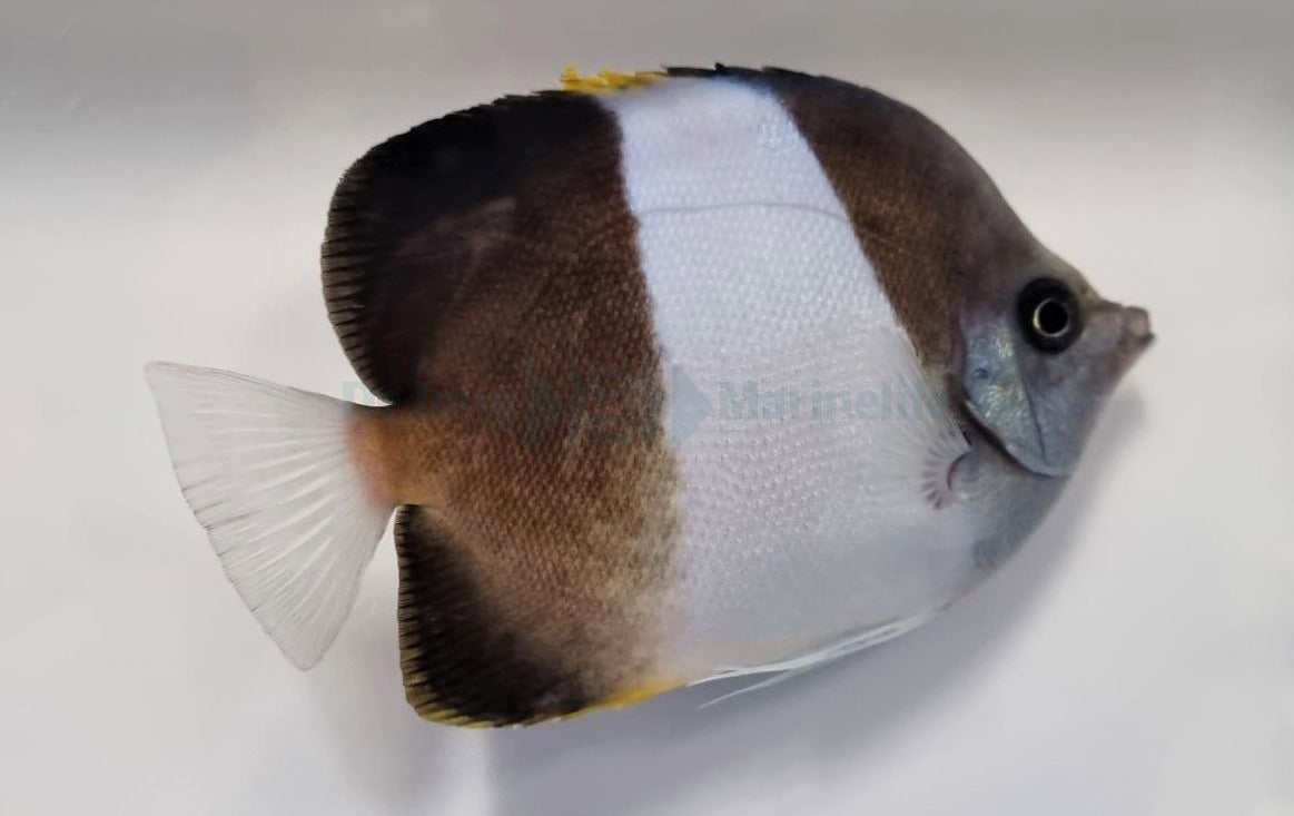 Hemitaurichthys zoster