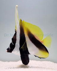 Heniochus monoceros