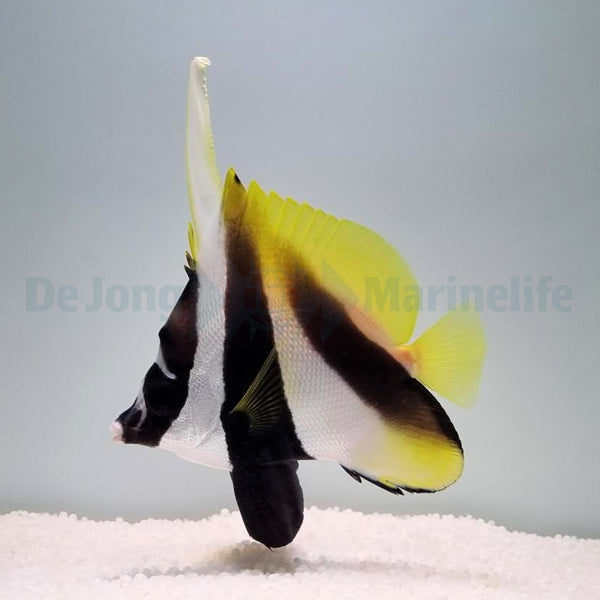 Heniochus monoceros