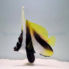 Heniochus monoceros
