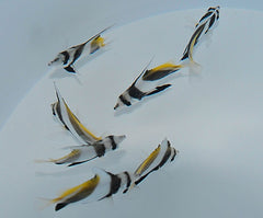 Heniochus acuminatus