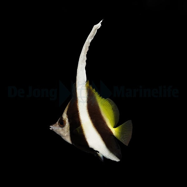 Heniochus acuminatus