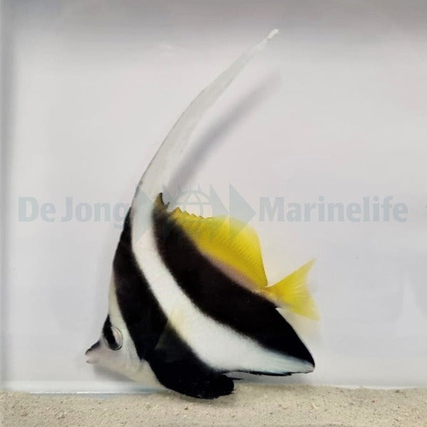 Heniochus acuminatus