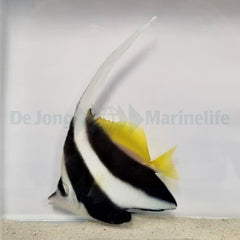Heniochus acuminatus