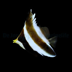 Heniochus chrysostomus