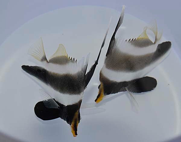 Heniochus chrysostomus