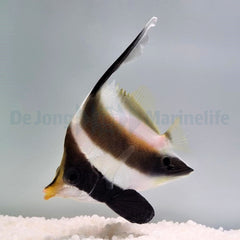Heniochus chrysostomus