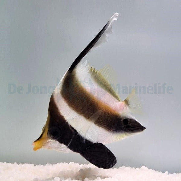 Heniochus chrysostomus