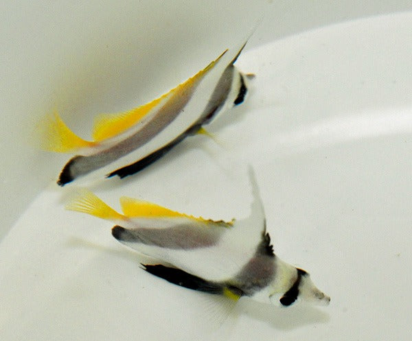 Heniochus diphreutes