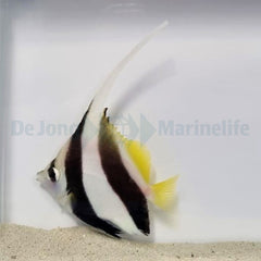 Heniochus diphreutes