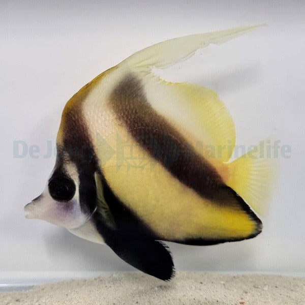 Heniochus intermedius