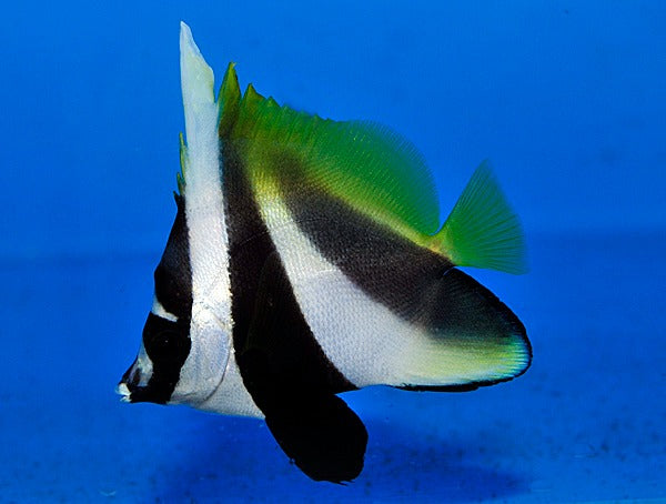 Heniochus monoceros