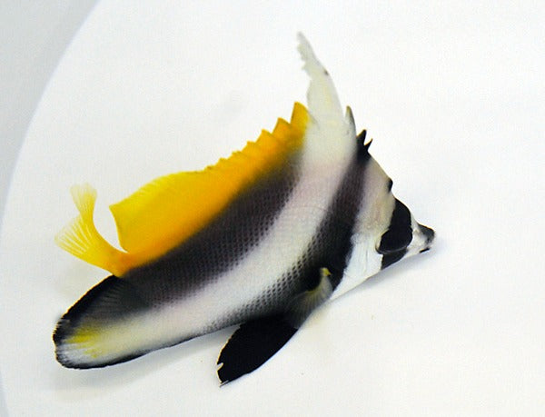 Heniochus singularius
