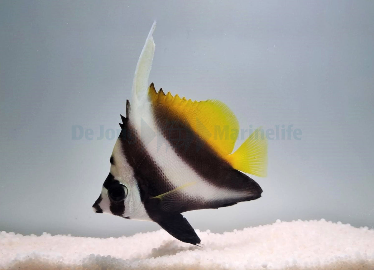 Heniochus singularius