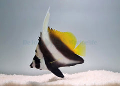 Heniochus singularius