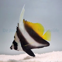 Heniochus singularius