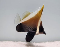 Heniochus varius