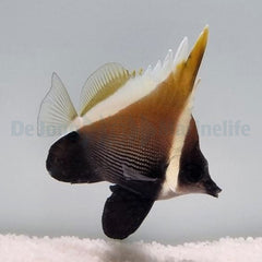 Heniochus varius