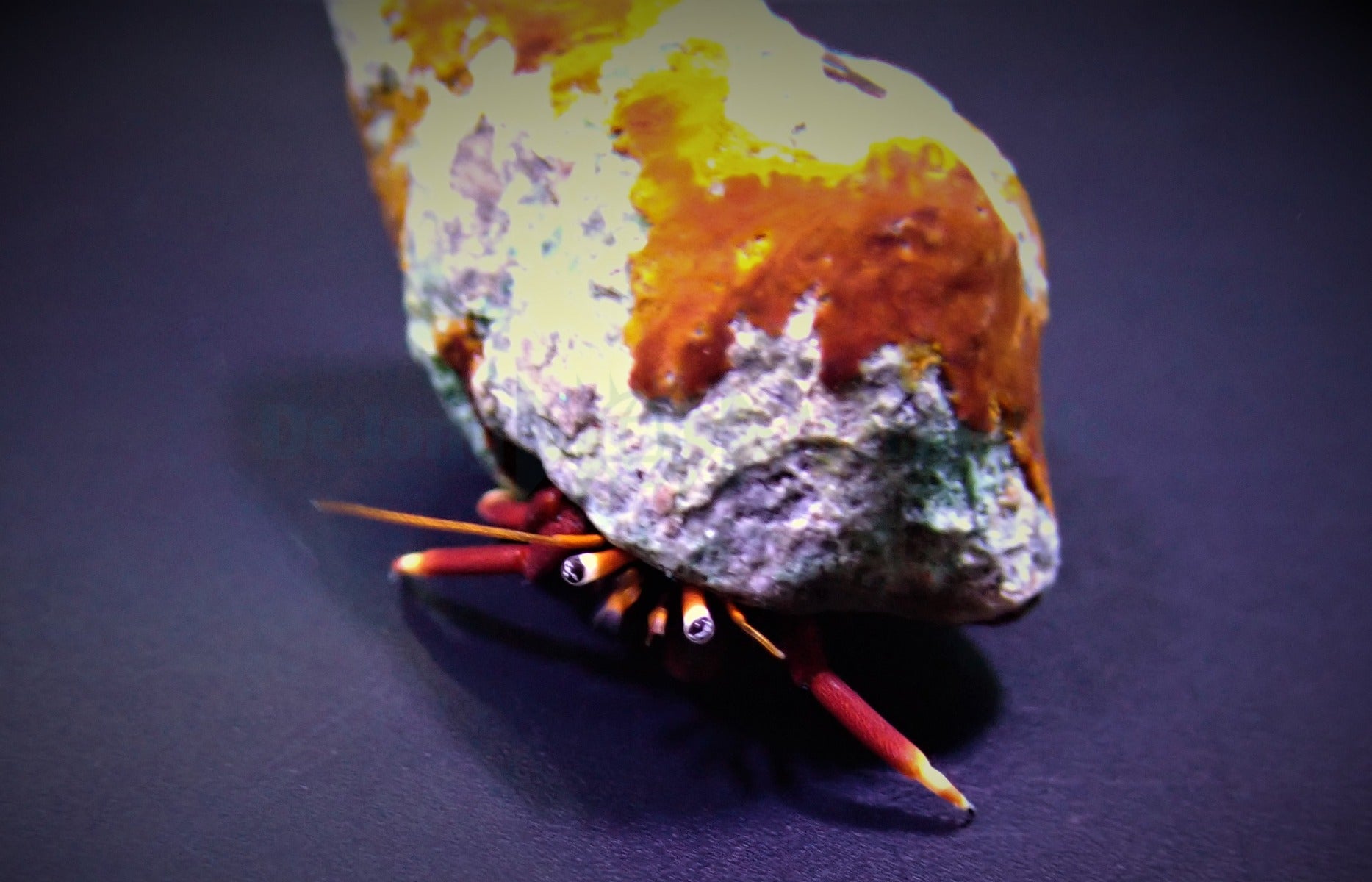 Hermit crab spp.