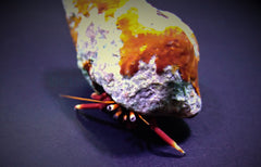 Hermit crab spp.