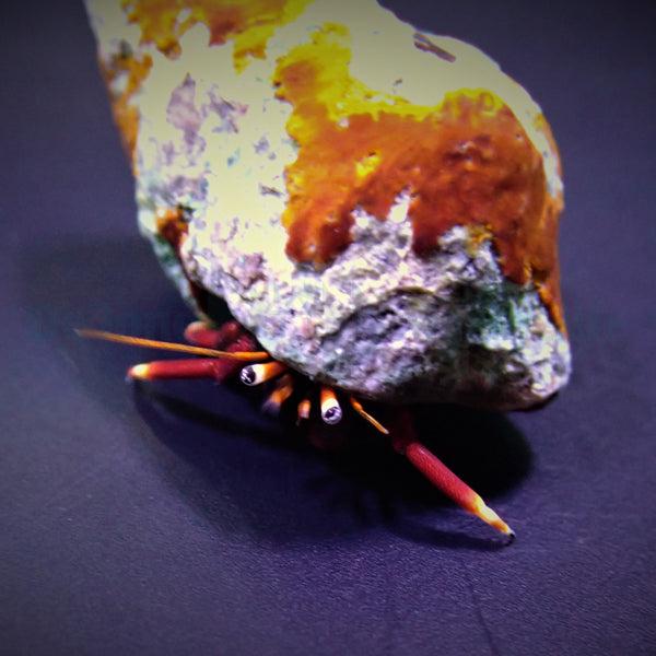 Hermit crab spp.