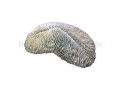 Herpolitha Limax Replica 24 x 13 x 6 cm