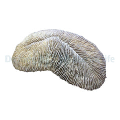 Herpolitha Limax Replica 24 x 13 x 6 cm